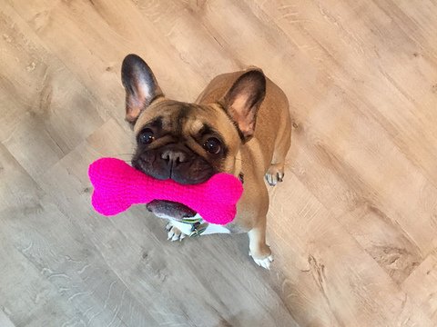 Hundeknochen